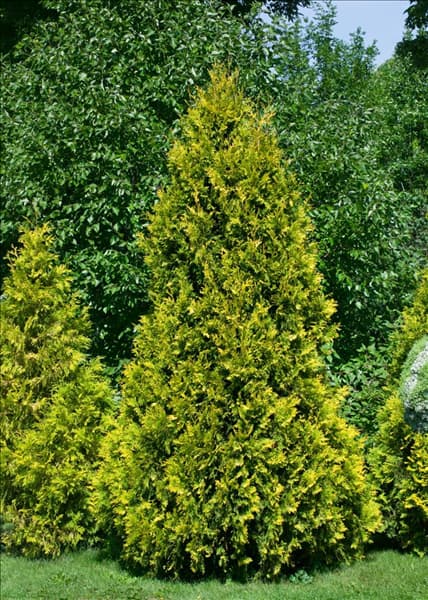 Thuja occidentalis Sunkist