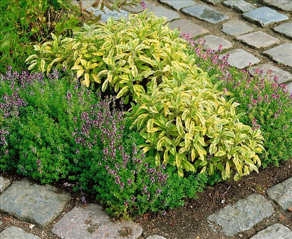 Salvia officinalis Icterina