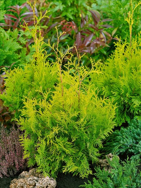 Thuja occidentalis Sunkist