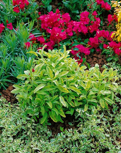 Salvia officinalis Icterina