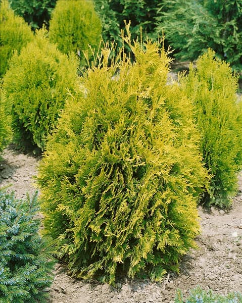 THUJA occidentalis Sunkist