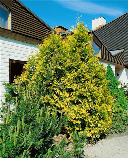 THUJA occidentalis Sunkist