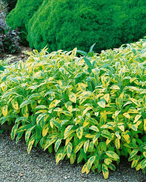 Salvia officinalis Icterina