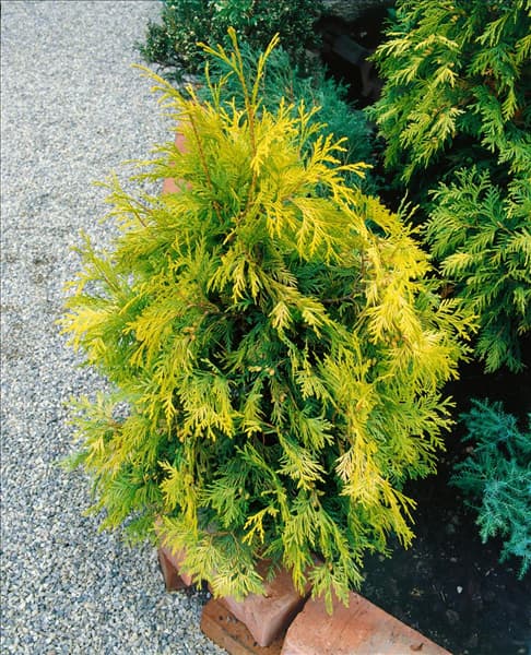 THUJA occidentalis Sunkist