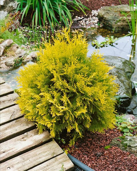 THUJA occidentalis Sunkist