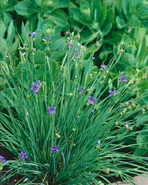 Sisyrinchium angustifolium