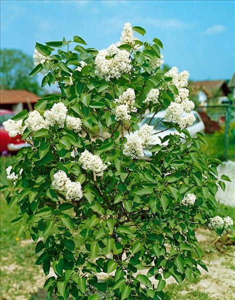 SYRINGA VULGARIS MME. LEMOINE