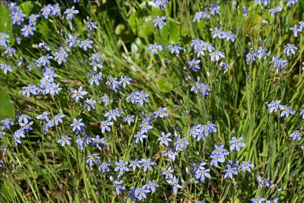 Sisyrinchium angustifolium