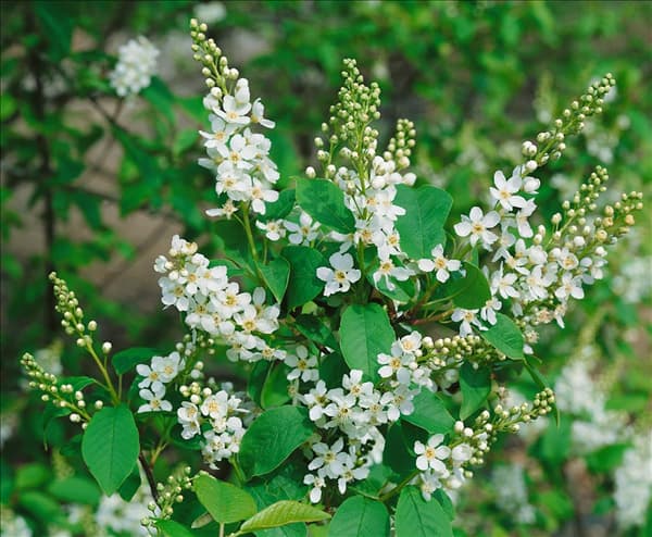 Prunus padus