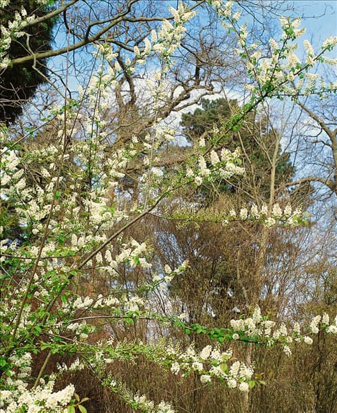 Prunus padus / Detail