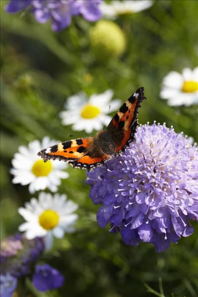 Scabiosa Lavandowaja Ledi