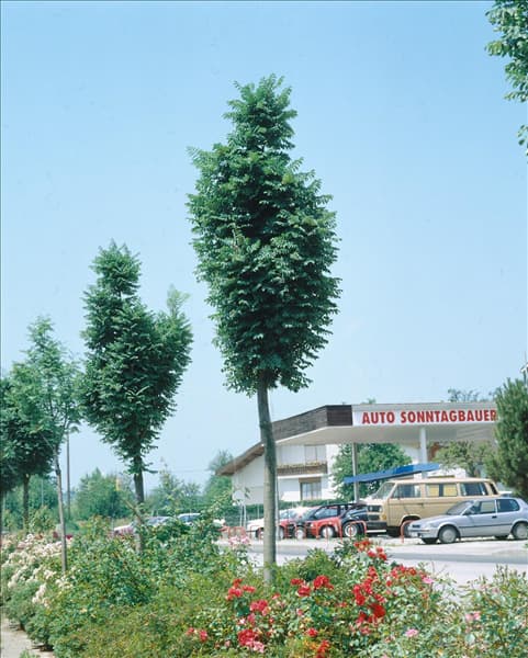 Sorbus aucuparia Fastigiata