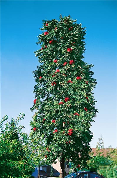 Sorbus aucuparia Fastigiata
