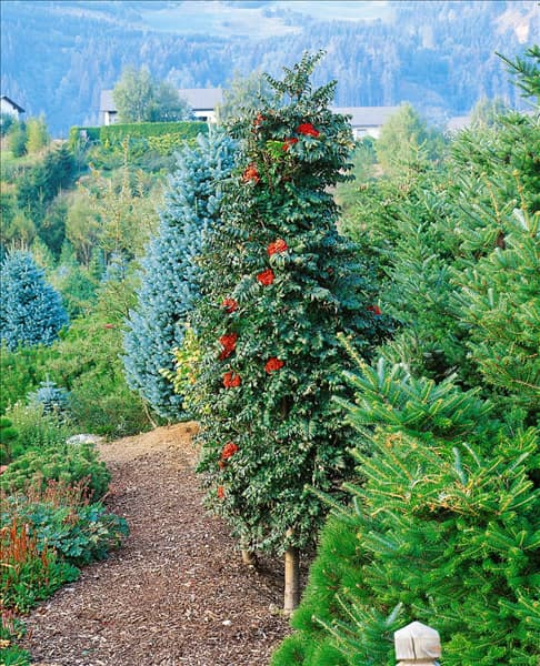 Sorbus aucuparia Fastigiata
