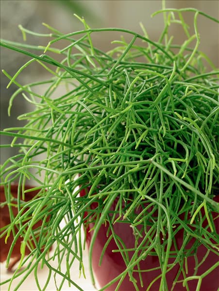Rhipsalis baccifera 'Hatiore'