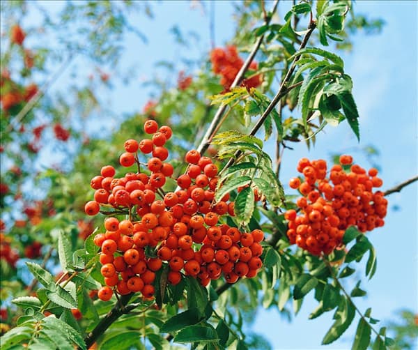 Sorbus aucuparia Fastigiata