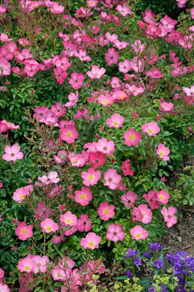 Rosa Fortuna ®