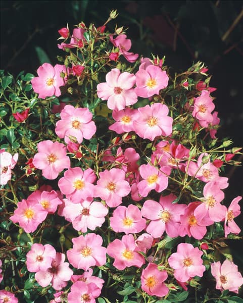 Rosa Fortuna ®