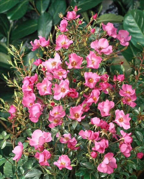 Rosa Fortuna ®