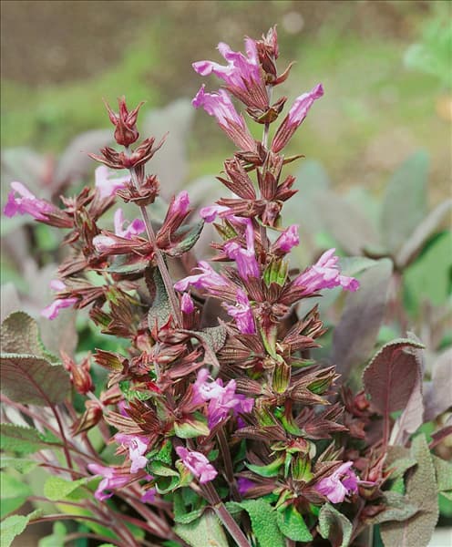 Salvia officinalis Purpurea