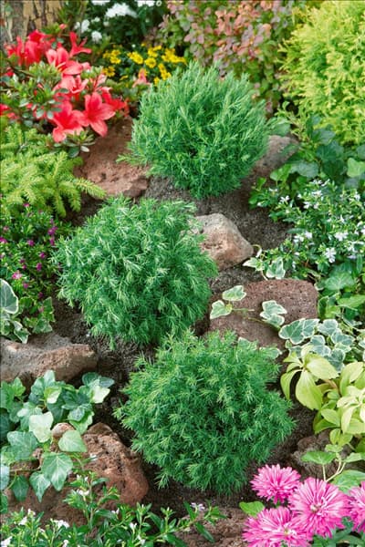 Thuja occidentalis Teddy