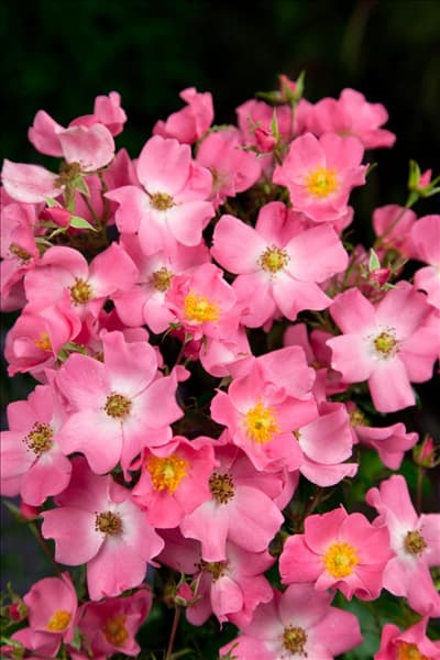 Rosa Kortuna FORTUNA