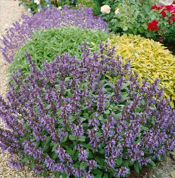 Salvia officinalis Purpurascens