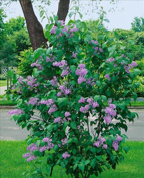 Syringa vulgaris President Lincoln