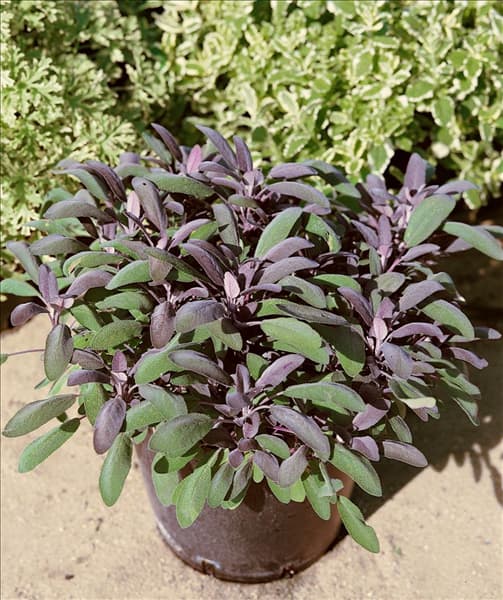 Salvia officinalis Purpurea
