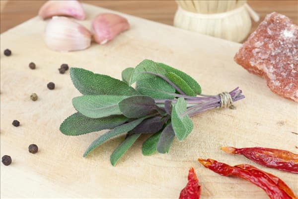 Salvia officinalis Purpurea