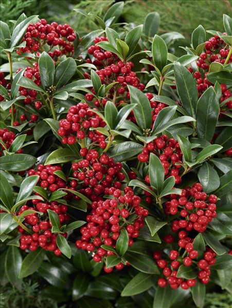 Skimmia japonica Nymans