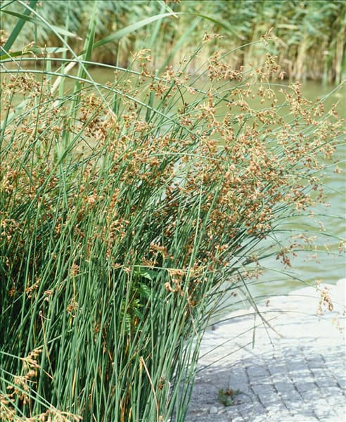 SCIRPUS LACUSTRIS