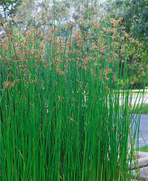 SCIRPUS LACUSTRIS