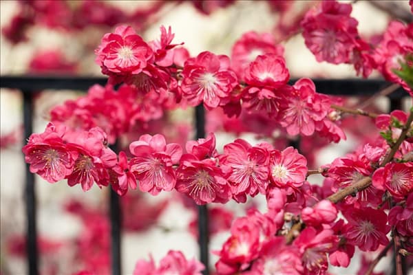 Prunus persica Melred