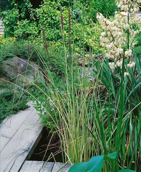 Schoenoplectus lacustris Albescens