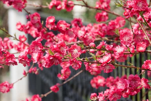 Prunus persica Melred