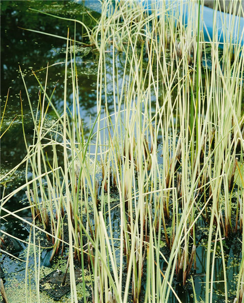 SCIRPUS LACUSTRIS ALBESCENS