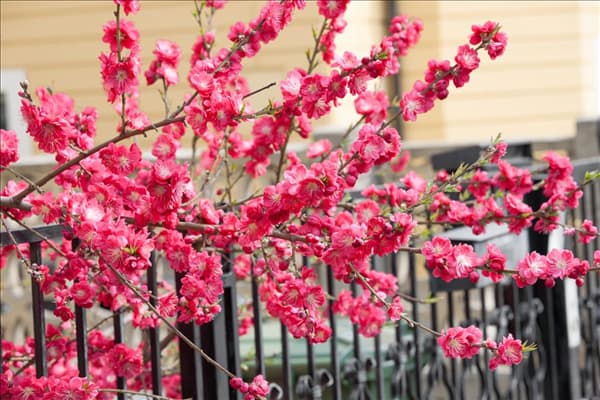 Prunus persica Melred