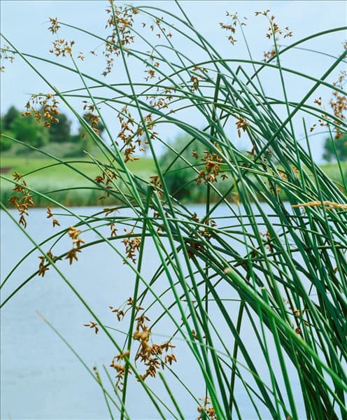 SCIRPUS LACUSTRIS