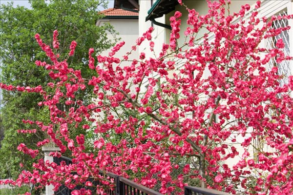 Prunus persica Melred