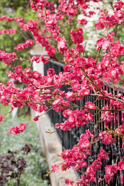 Prunus persica Melred
