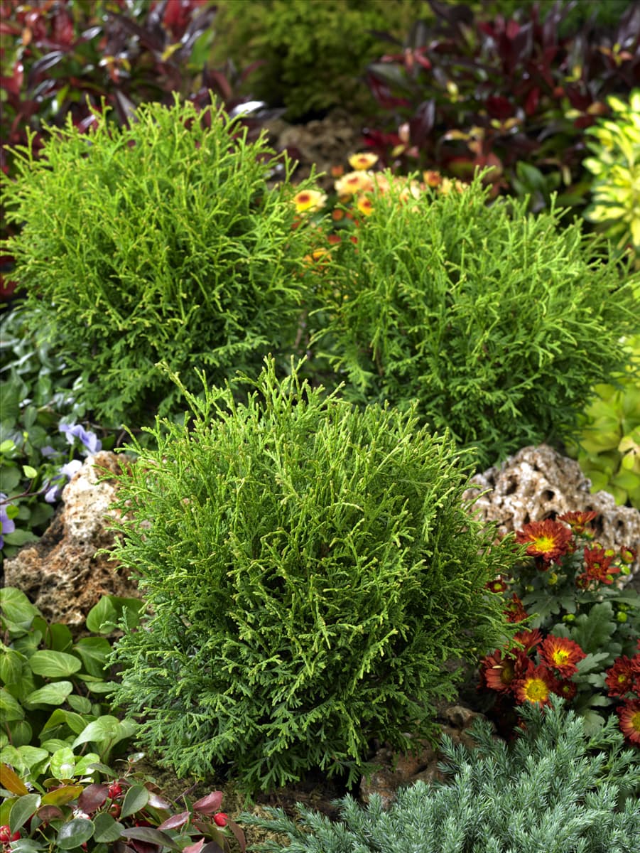 Thuja occidentalis Tiny Tim