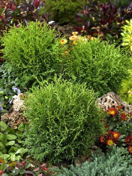 Thuja occidentalis Tiny Tim