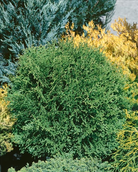 Thuja occidentalis Tiny Tim
