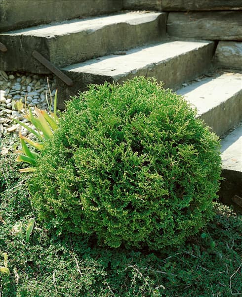 THUJA OCCIDENTALIS TINY TIM