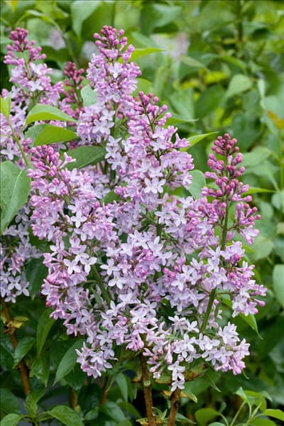 Syringa vulgaris