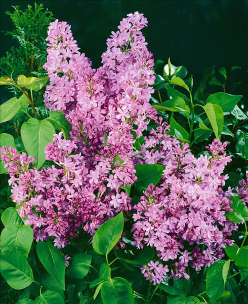 SYRINGA VULGARIS EDWARD J. GARDNER