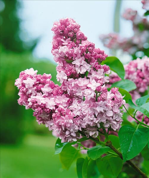 SYRINGA VULGARIS