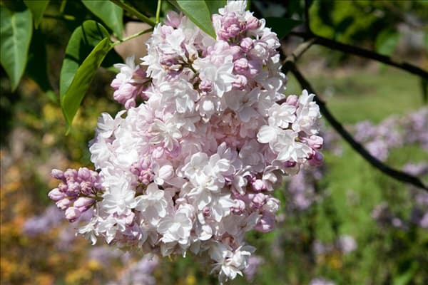 Syringa vulgaris Belle de Moscou