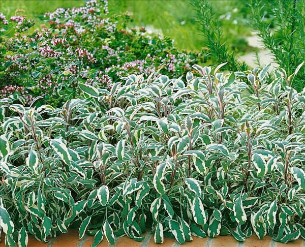 Salvia officinalis Tricolor